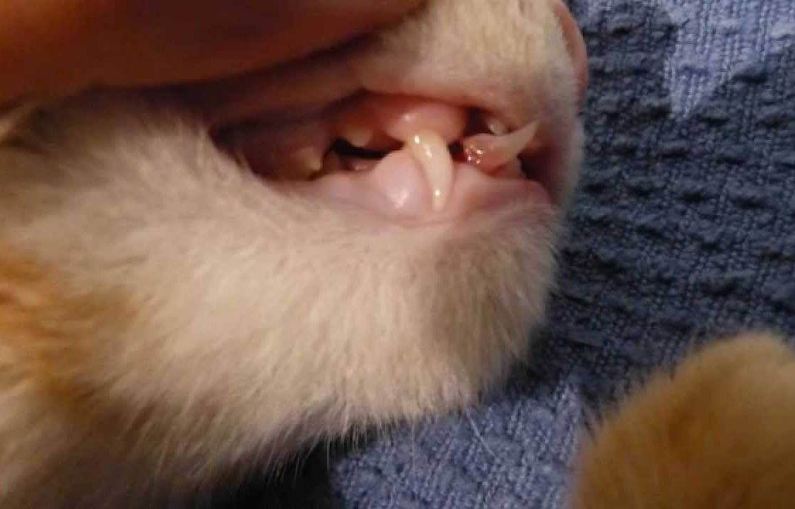 Когда у британских котят меняются зубы на постоянные