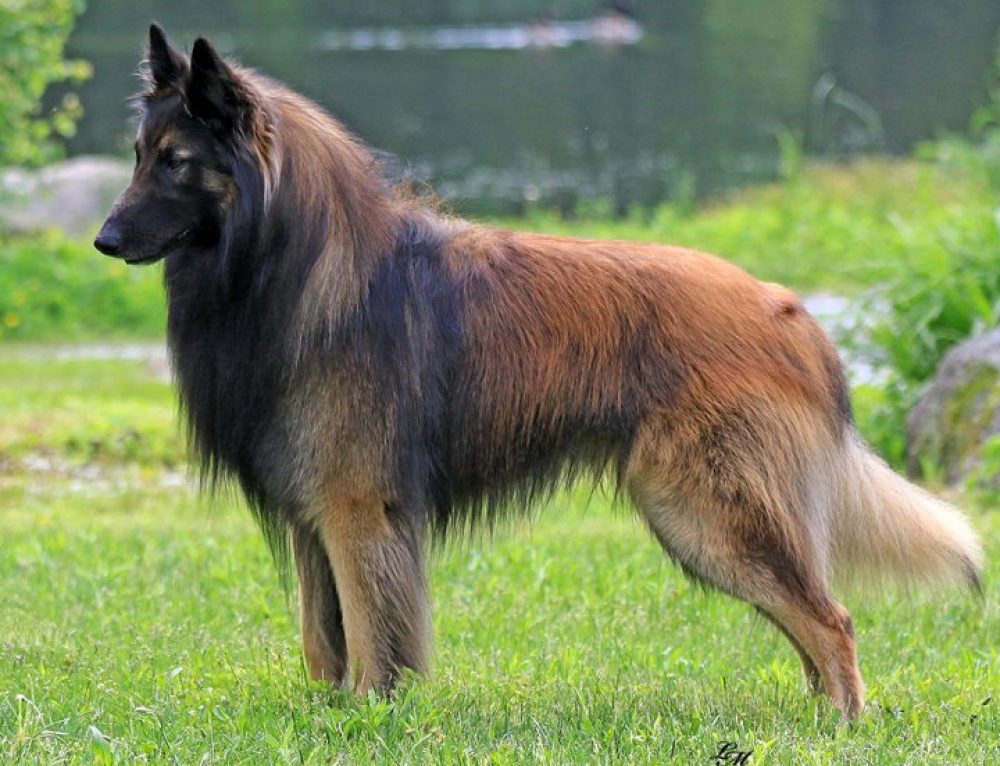 Бельгийская овчарка грюнендаль  — пастушья порода собак