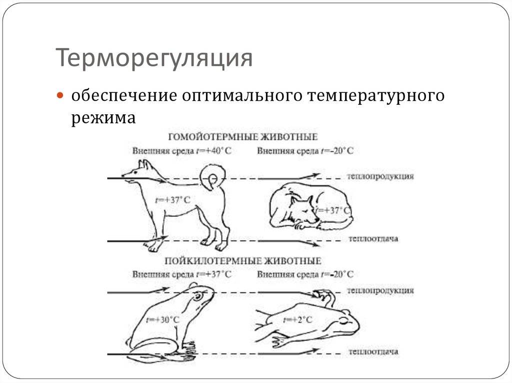 Перегрев организма (гипертермия): симптомы, причины, первая помощь