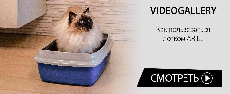 Видео для кошек на мониторе – развлечение для пушистиков