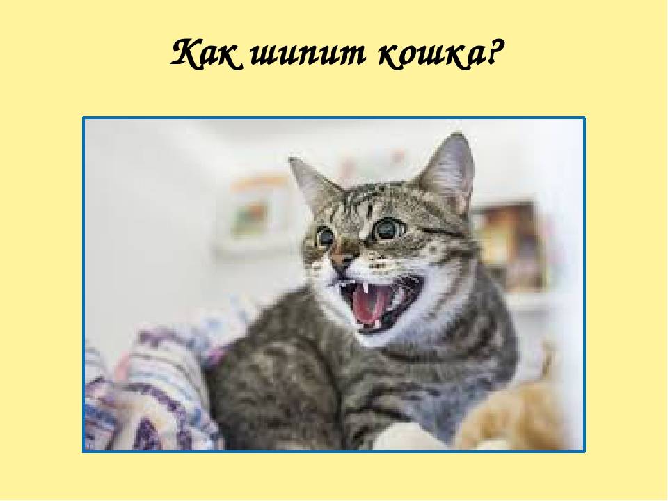 Что делать, если кот нападает на хозяев