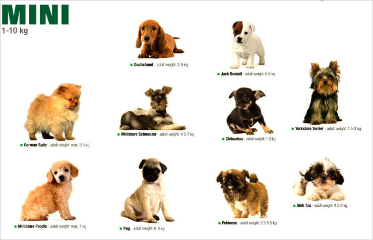 Топ-20 гипоаллергенных собак: список пород, фото, описание