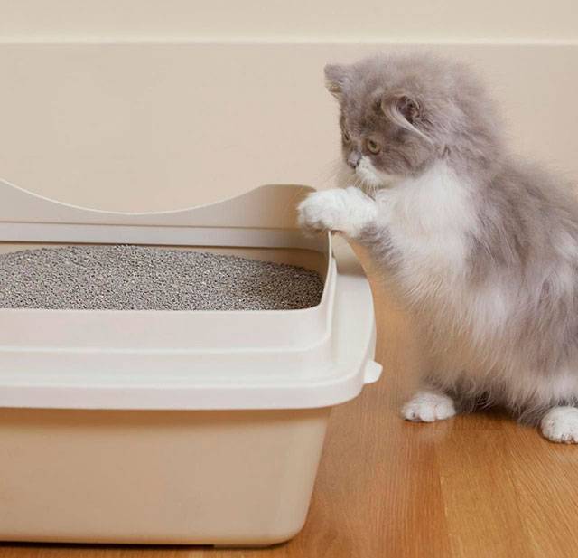 Как приучить кошку к домику: 4 проверенных способа