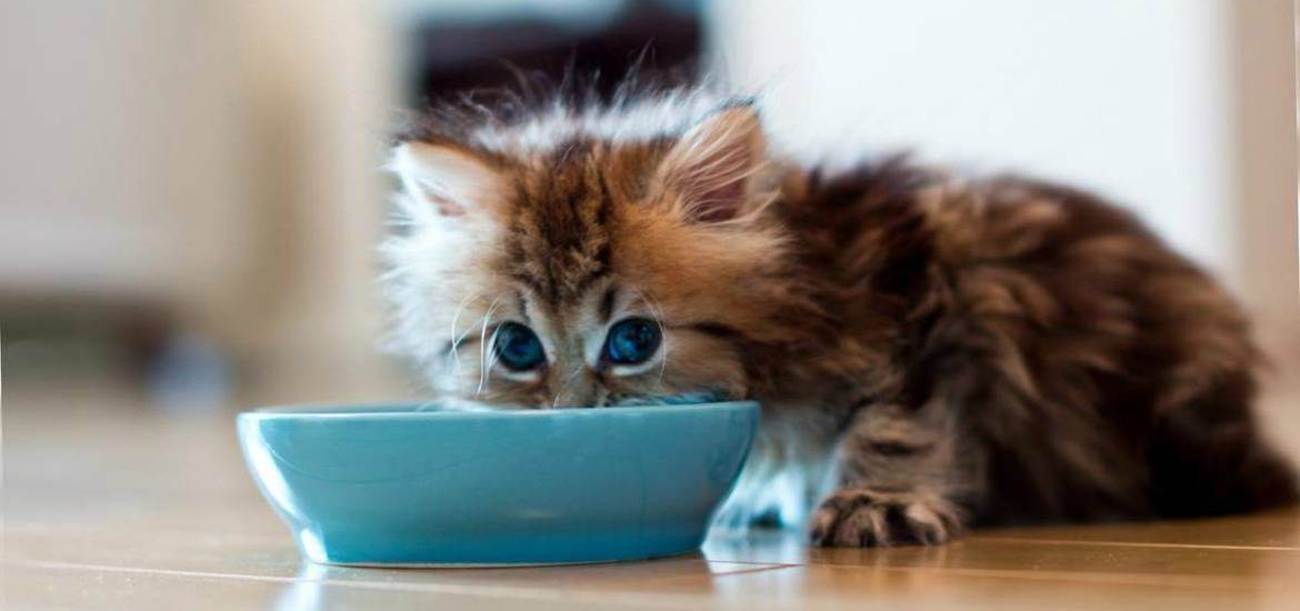 Что делать, если кошка не желает пить воду из миски