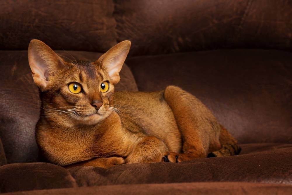 Абиссинская кошка, обзор породы, особенности характера и поведения, фото окрасов