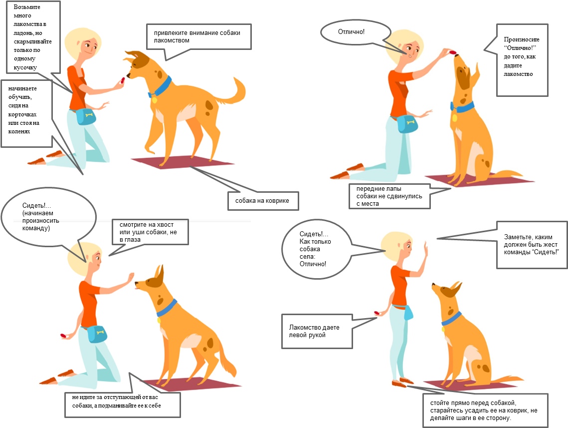 Обучение собаки команде «дай лапу»: как учить щенка 2-3 месяцев и представителей маленьких пород