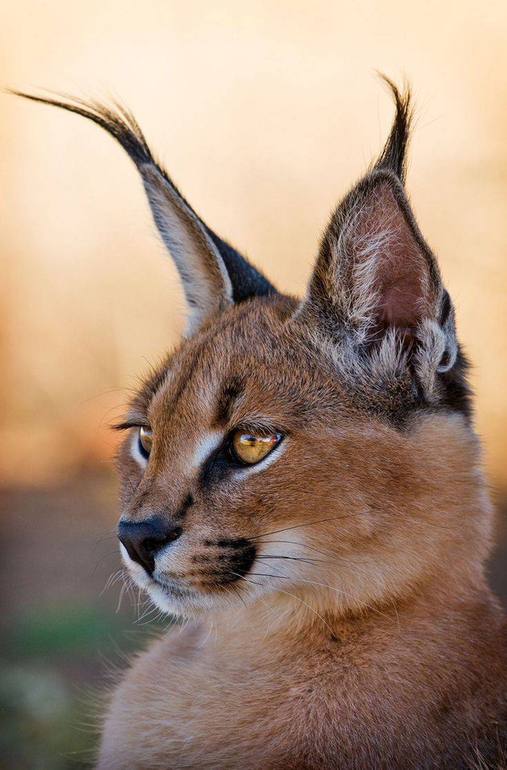 Описание пород кошек с кисточками на ушах, особенности их характера и ухода