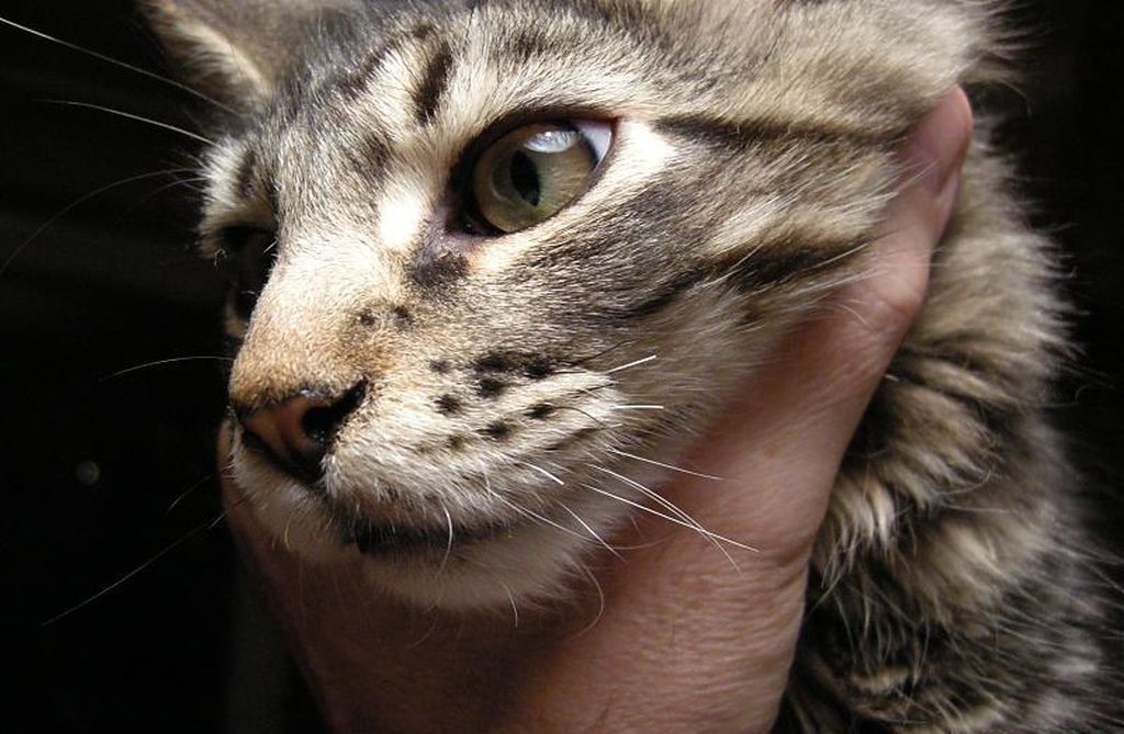 Почему у кота ломаются усы: что может быть причиной и как с этим бороться