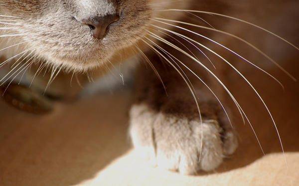 Зачем кошке усы: особенности строения, функции вибриссов, проблемы