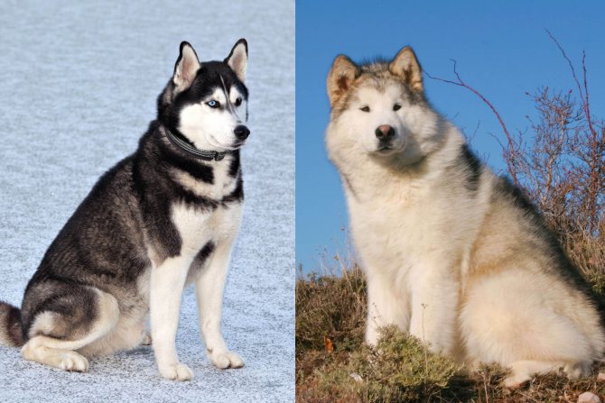 В чем отличия хаски и маламута: сравнение разновидностей собак по разным критериям