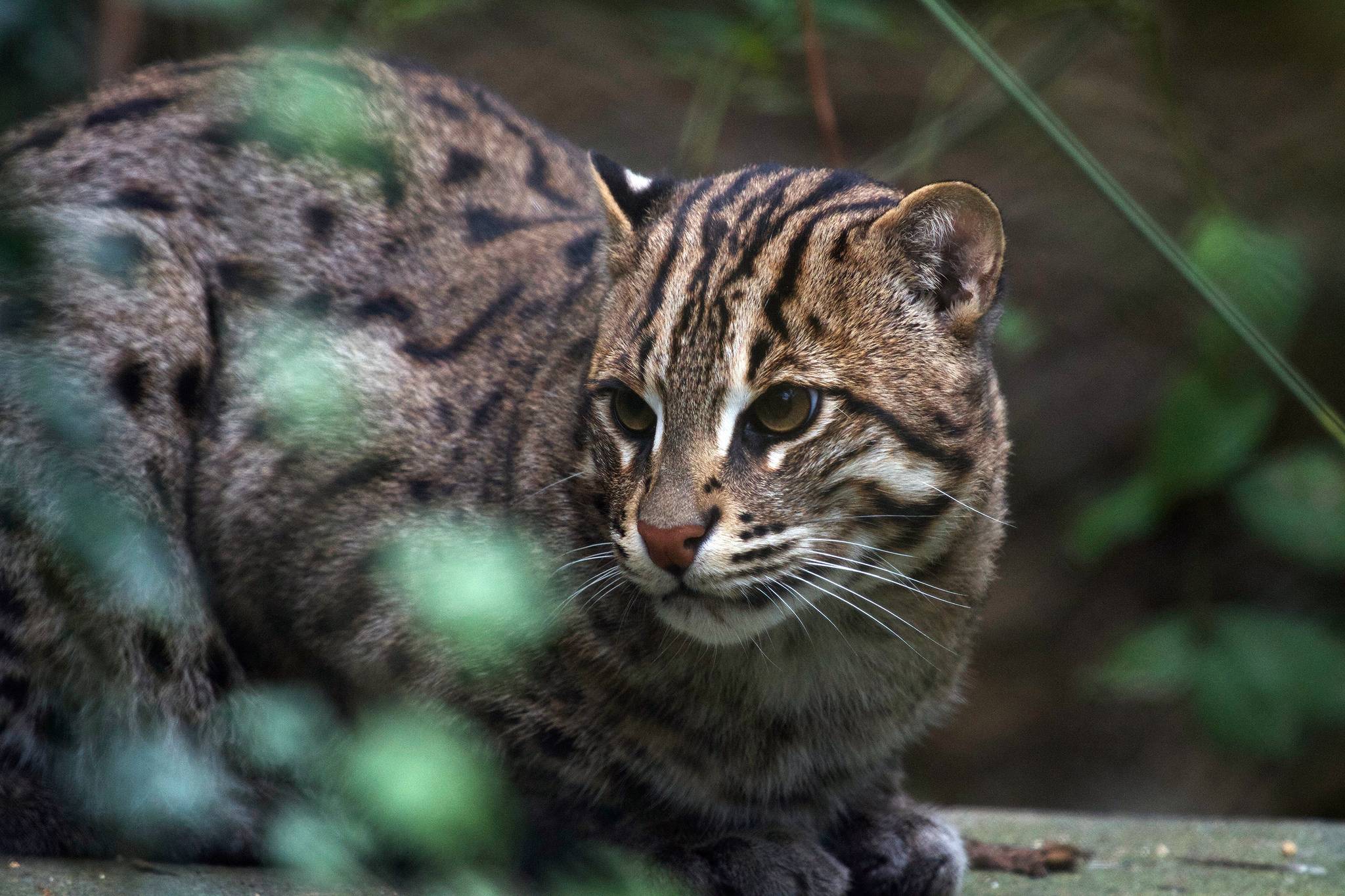 Амурский лесной кот: описание, образ жизни и статус популяции