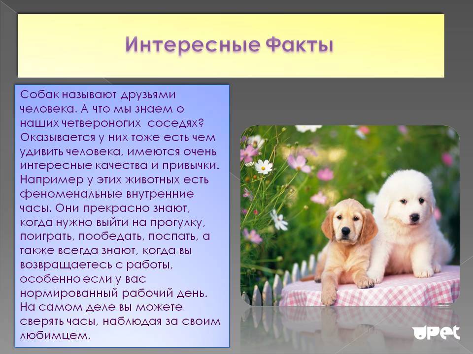 Интересные факты о собаках