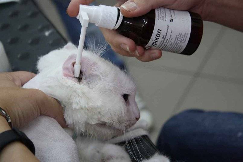 Опасен ли хлоргексидин для кошек? применение хлоргексидина для кошек