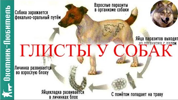 Как выглядят глисты у собак: круглые, плоские, сосальщики | звери дома