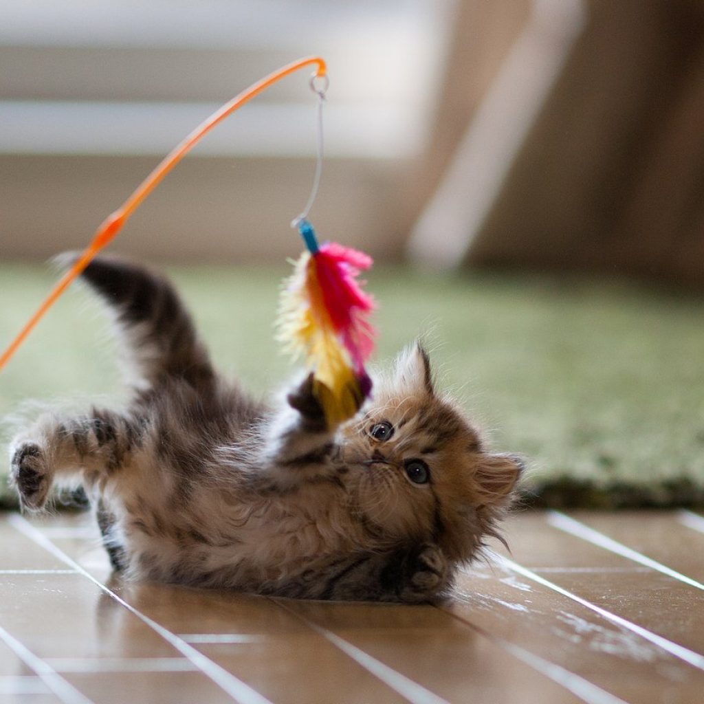 Во что можно поиграть с кошкой или котенком: 12 способов играть