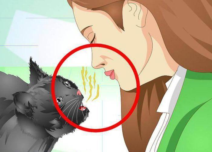 Почему от кота пахнет мочой?