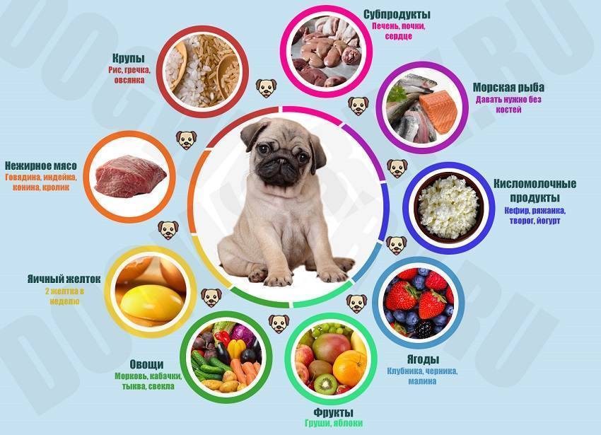 Чем можно кормить собаку
