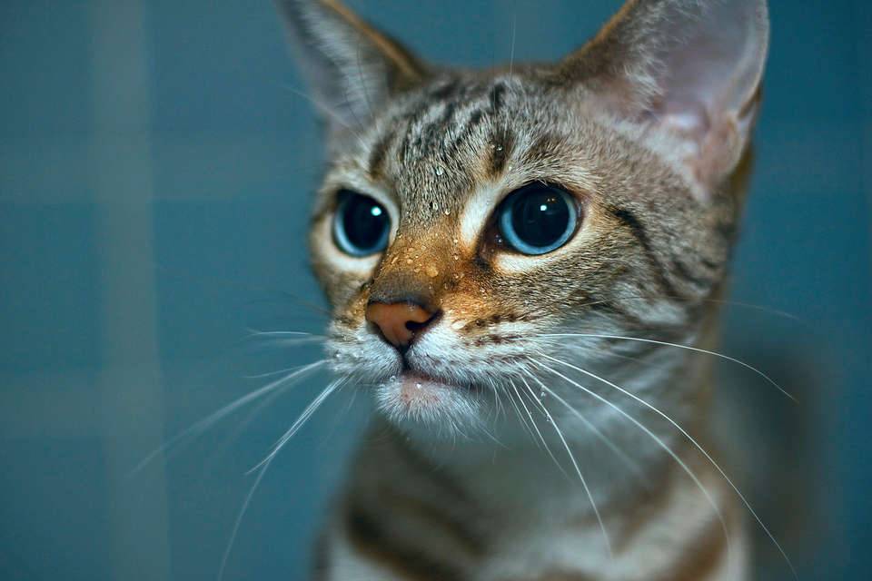 Топ-10 самых умных пород кошек в мире: описание и фото представителей