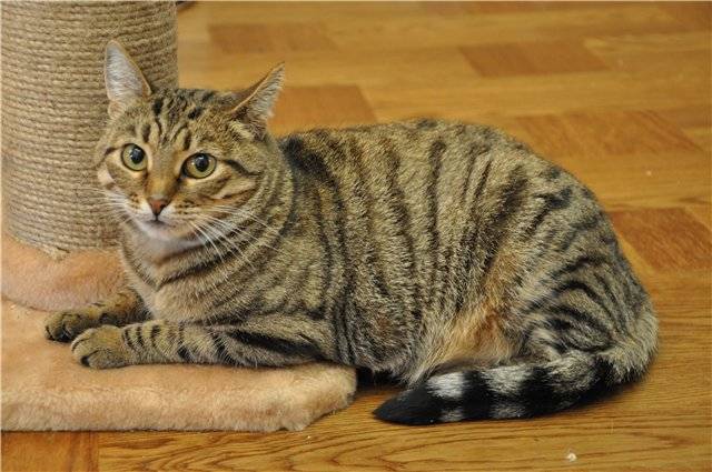 Полосатые коты (30 фото): породы серых, коричневых и полосато-пятнистых кошек с названиями, отличия обычных и породистых котят в полоску