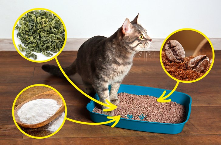 Как часто надо чистить кошачий лоток? - статьи