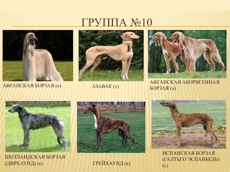 Классификация пород собак: специализация и назначение