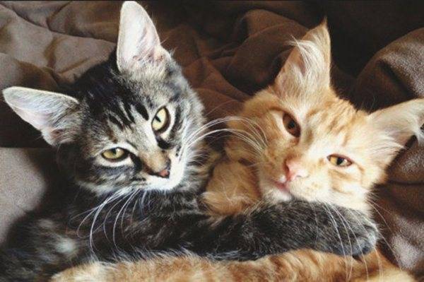 Две кошки в одном доме: как избежать конфликта?