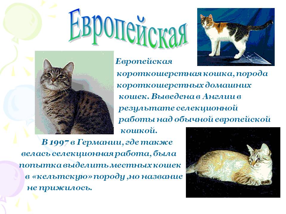 Породы кошек 1 класс. Кошки породы европейская короткошерстная. Европейская короткошёрстная кошка описание породы и характера. Кот Европейский короткошерстная характеристика. Европейская короткошёрстная кошка описание.