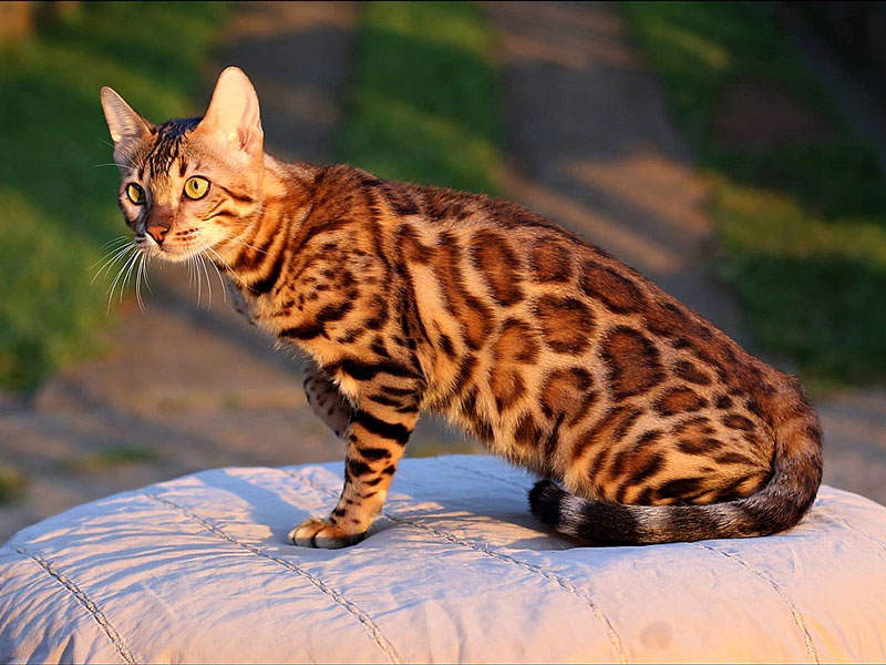 8 пород кошек с леопардовым окрасом | сайт о животных petsfusion.com - клуб любителей домашних животных