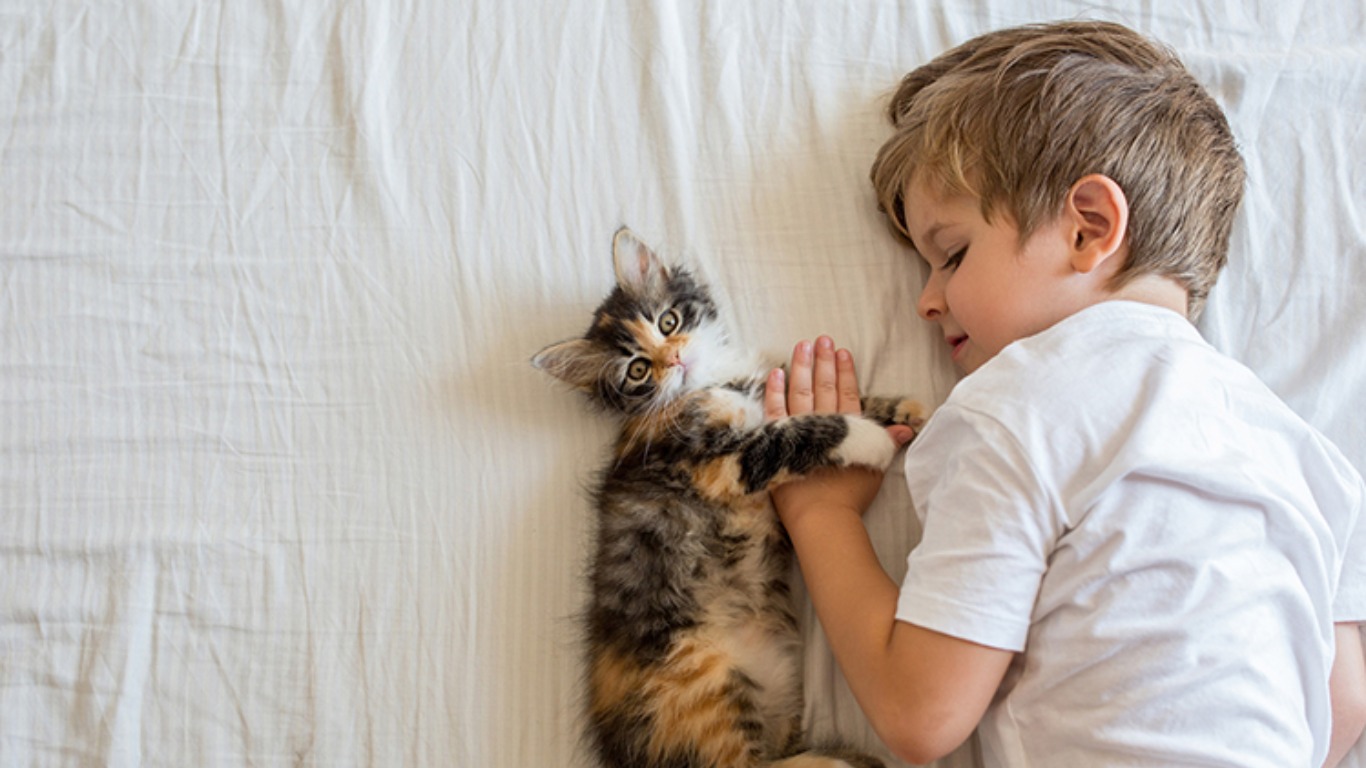 Лучшие породы кошек для детей: рейтинг добрых кошек для ребенка в квартиру