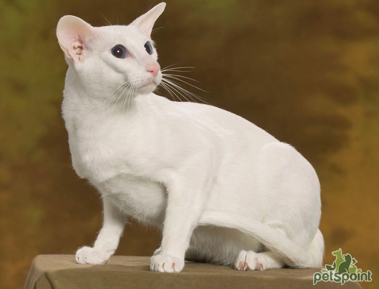 Кошка форин вайт: история породы, особенности внешности и характера, правила ухода