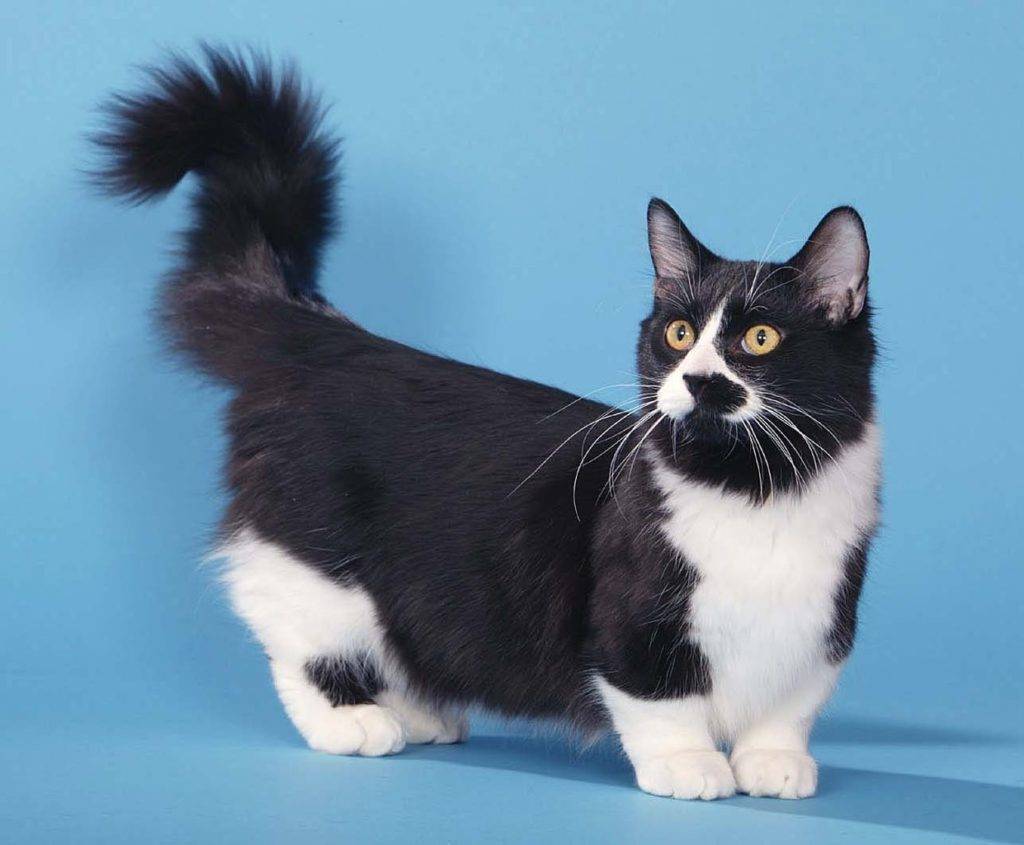 Манчкин – кошка с короткими лапами: генетика, характер, содержание