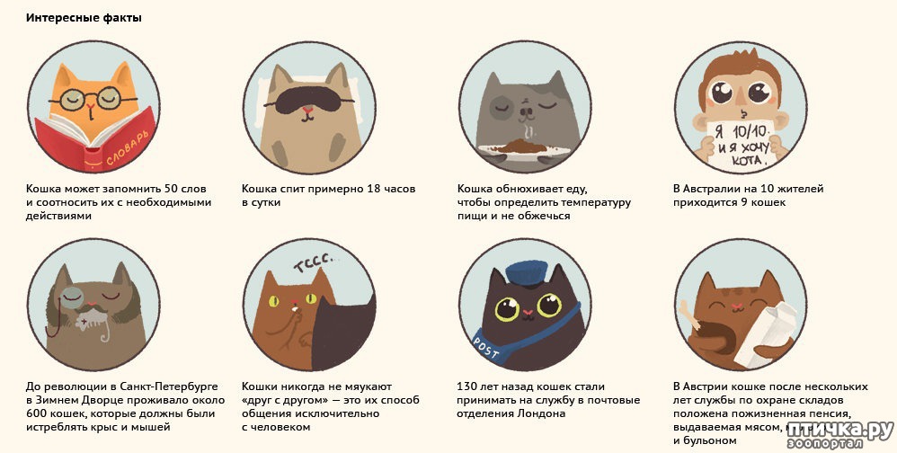 Топ 20 лучших интересных фактов о кошках