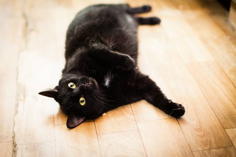 Чёрный кот, кошка в доме: приметы и суеверия - когда стали поклоняться кошке?