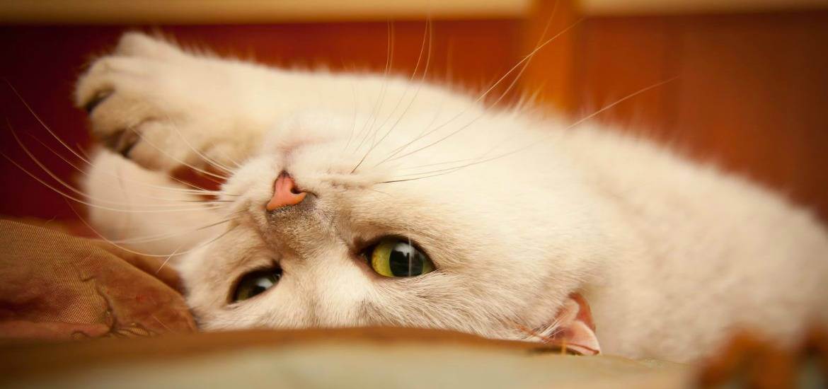 Когда у кошек в первый раз начинается течка, сколько дней длится и как часто бывает, что делать для успокоения питомицы?