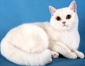 Как назвать британского котенка-подбираем имена и клички для котов и кошек