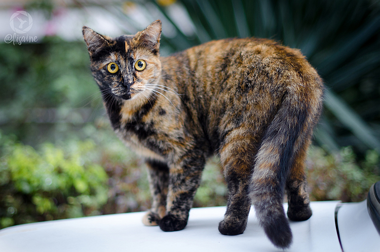 Особая магия трёхцветной кошки: приметы и породы