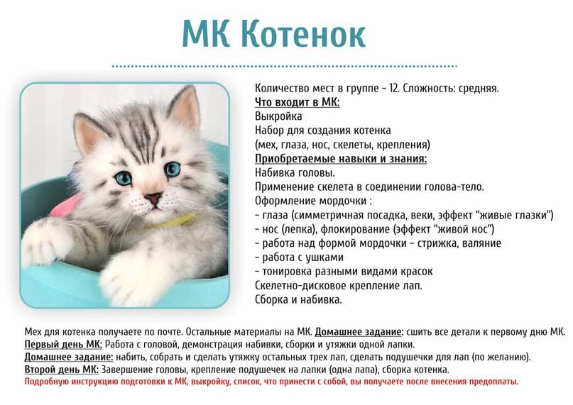 Как выбрать котенка для дома - на что нужно обратить внимание