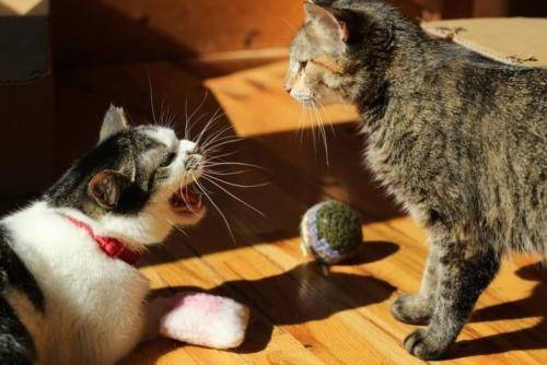 Почему кошки и коты шипят: на человека и друг на друга