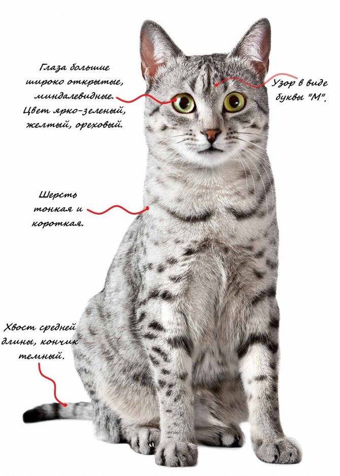 Кошка породы египетская мау: обзор характеристик и нюансы оценки породы по внешности (140 фото)