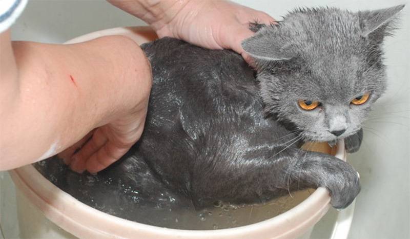 Почему коты моются после еды? | кот и кошка