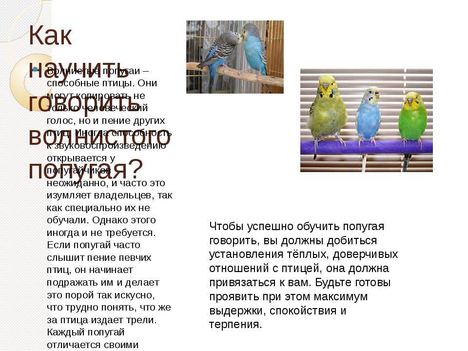 Разговоры попугаев волнистых: как научить птицу говорить?