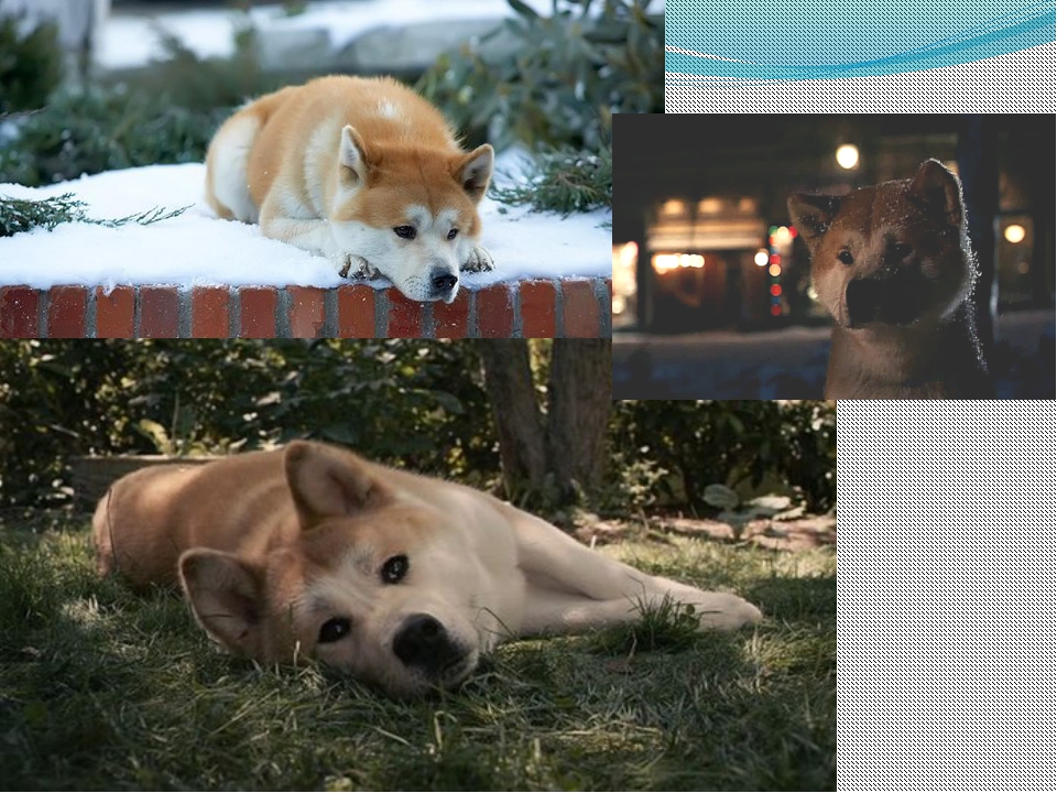 Название породы собаки из фильма хатико: история этого пса и описание вида