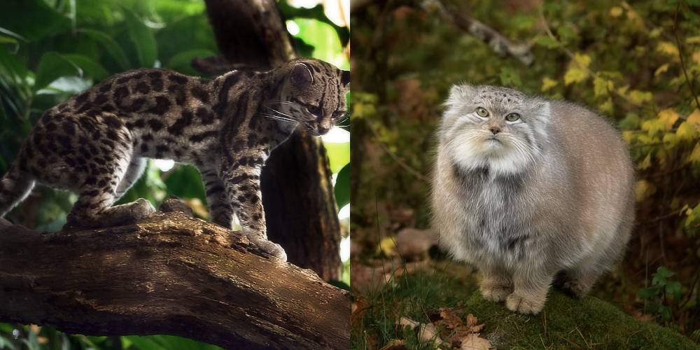 20 редких видов диких кошек, о которых многие и не слышали