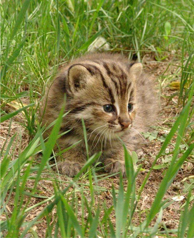 Описание амурских лесных котов: особенности дальневосточной дикой породы
