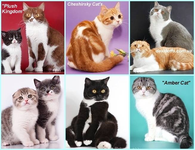 Окрасы шотландских кошек: распространенные и редкие виды расцветок шерсти