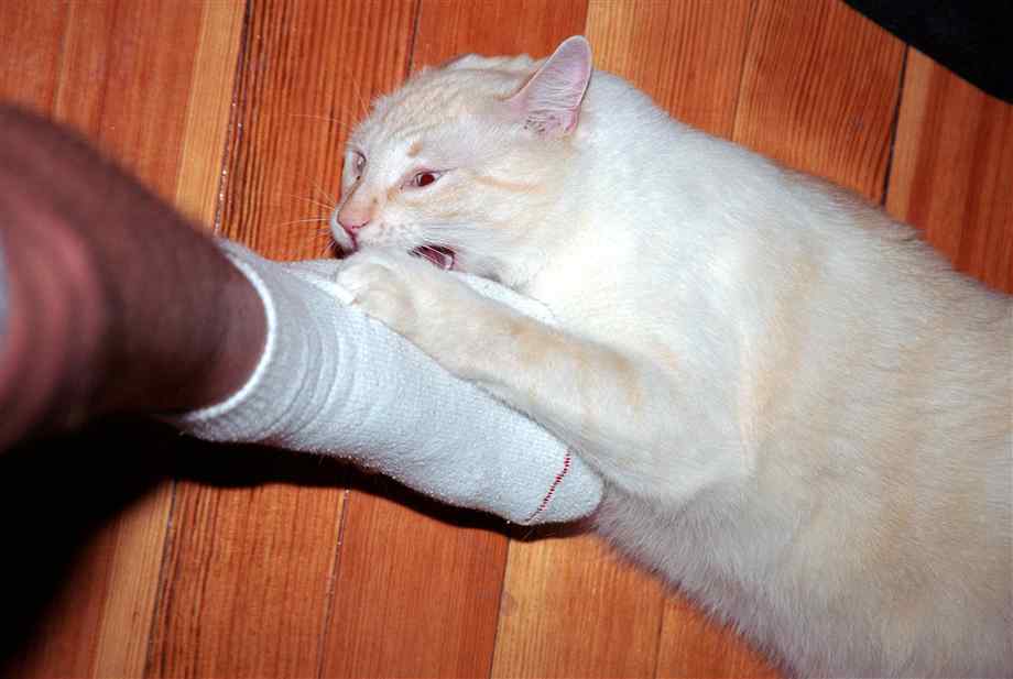 Почему кошки и коты шипят: на человека или друг на друга, 5 распространенных причин, как успокоить питомца