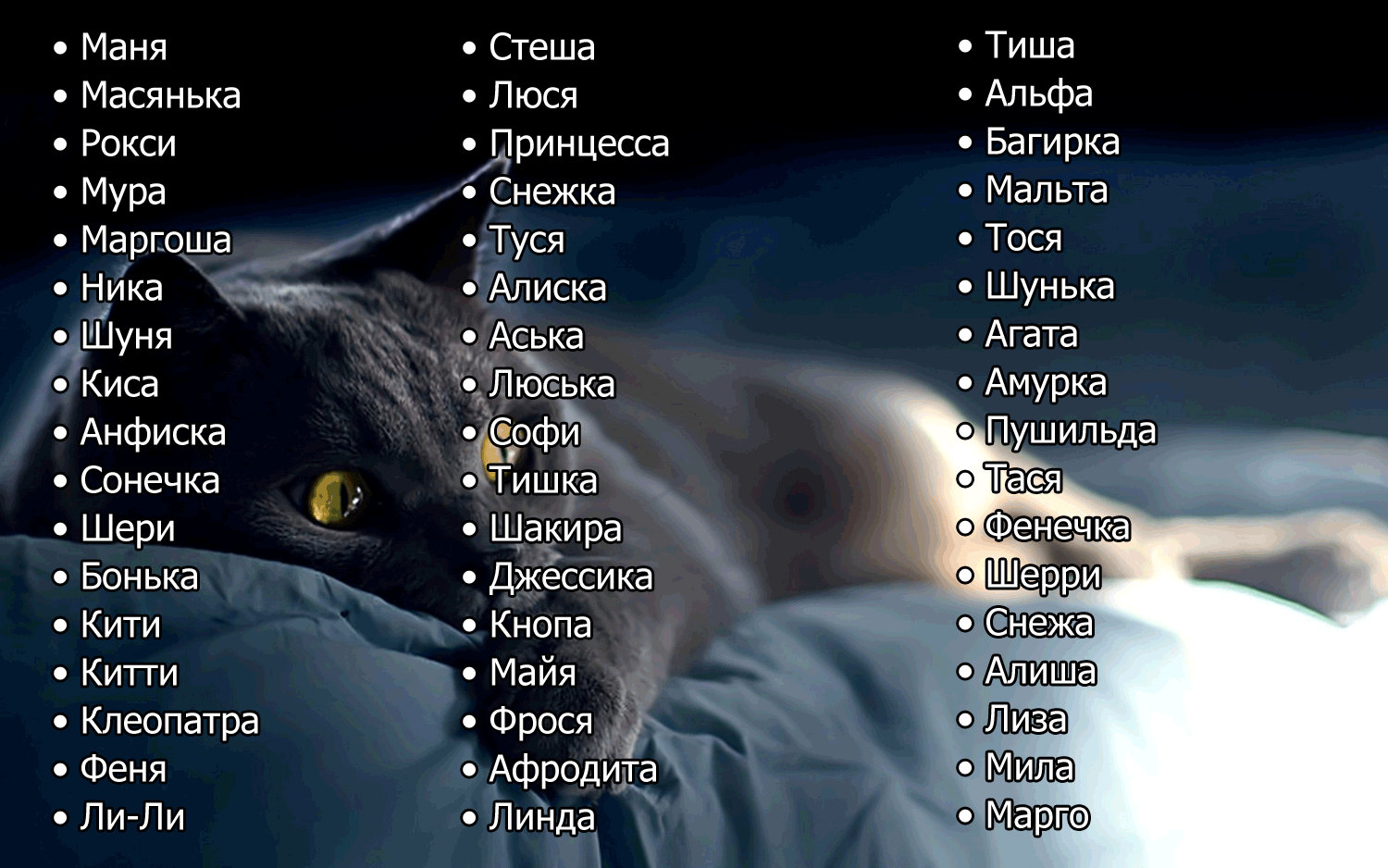 Красивые и редкие имена для кошек и котят девочек. список лучших имен русских, английских, японских, египетских для породистых и простых черных, серых, белых рыжих и трехцветных кошек девочек