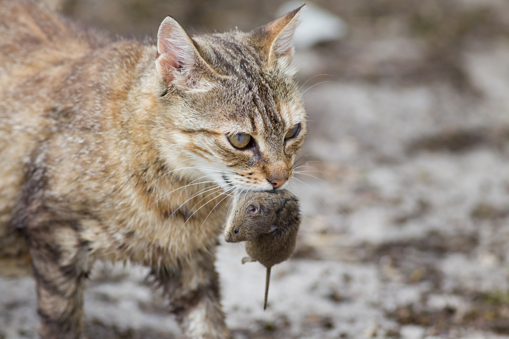 Все ли коты ловят мышей; как узнать, какие кошки лучше всех для ловли — породы кошек, ловящих мышей; что если кот не только охотник на мышей, но и ловит крыс?