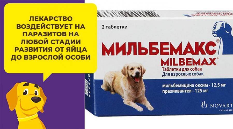 Дипентавак для собак: инструкция по применению отечественного препарата