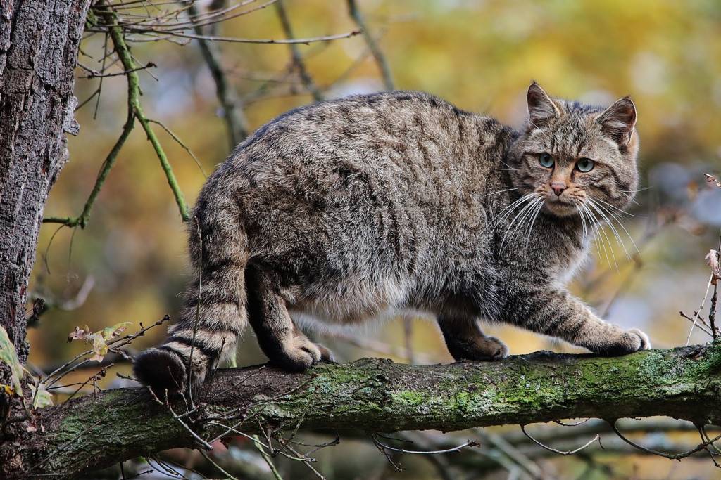 Описание породы норвежская лесная кошка: как не спутать «интеллектуального охотника» с обычным дворовым пушистиком